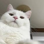 Iván Domínguez avatar